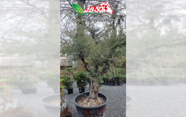 Olea Europaea +80 Cont